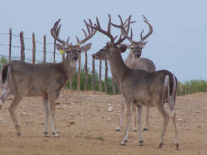 deer2009.JPG